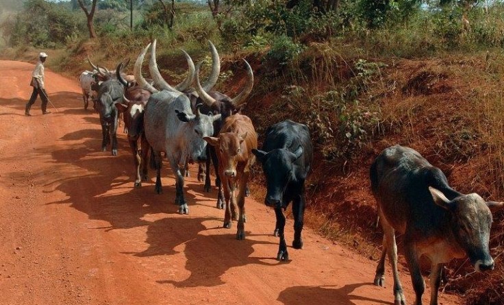 Fahrt nach Kampala - Rindergruppe